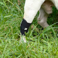 Бандаж для собак і кішок на задню і передню лапу.